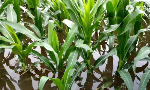 河南強降雨致上千公頃農作物受災，專家稱夏糧總體穩定但蔬菜供應面臨挑戰