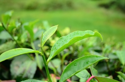 良種是關(guān)鍵 茶樹(shù)優(yōu)良品種的八大作用解析