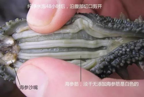海參 自然饋贈的養(yǎng)生瑰寶，男女皆宜的滋補佳品