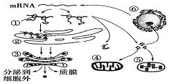 生物體內有機物的元素組成與功能解析